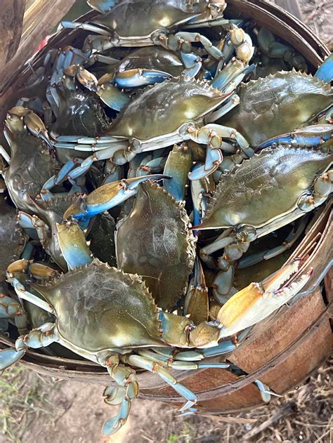 Crab Catch Report Facebook