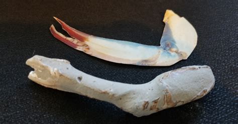 Crab Claw Found On Beach