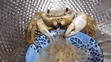 Crab Eating Spaghetti