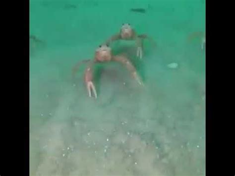 Crab Hand Frightened