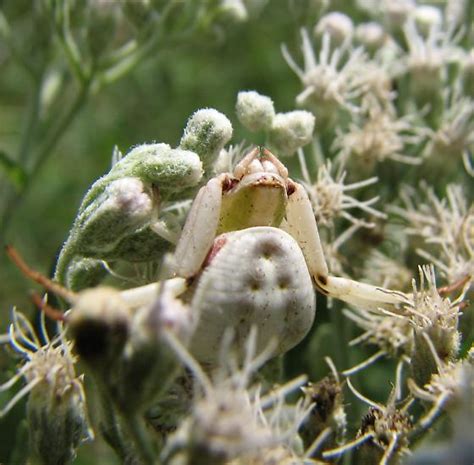 Crab Spider Bugguide