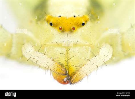 Crab Spider Eye Pattern