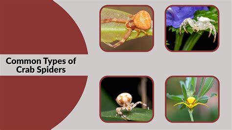 Crab Spiders Hibernate