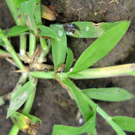 Crabgrass In Spring