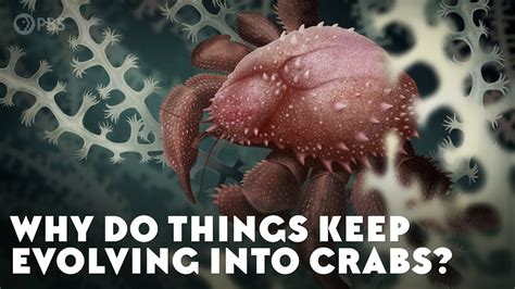 Crabs Keep Evolving