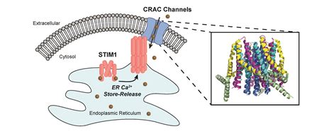Understanding How Calcium Channels Open and Close News Center