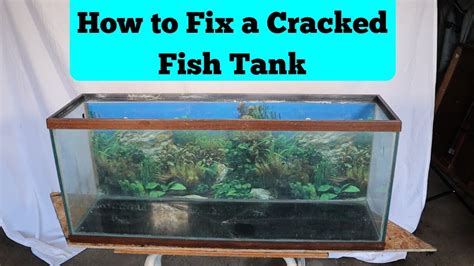 condition of fish tank