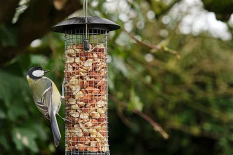 Cracked Peanuts For Birds