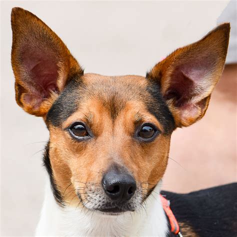 Cracker Jack Dog Breed