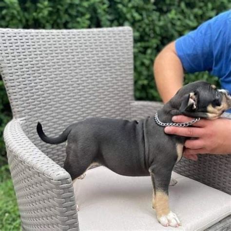 craiglist seattle pets