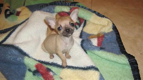 Chihuahua For Sale Craigslist Los Angeles Pets Lovers
