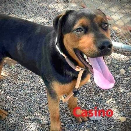 craigslist animals mn