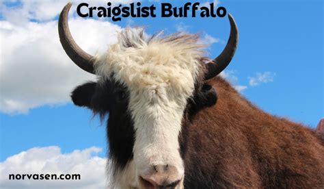 craigslist buffalo