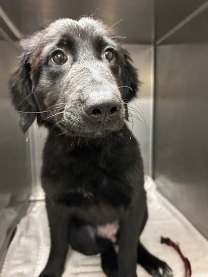 craigslist everett pets