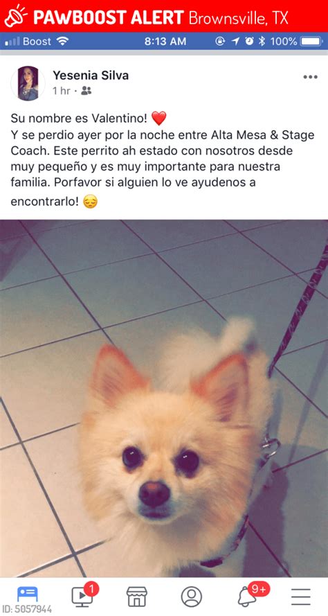 craigslist mcallen pets