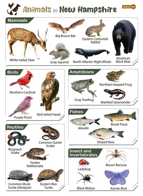 craigslist nh animals