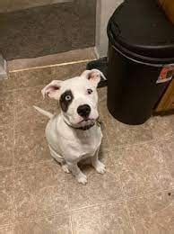 craigslist pets albuquerque