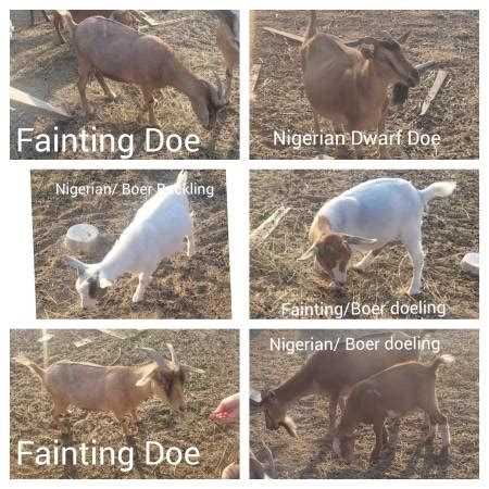 craigslist pets atlanta goats