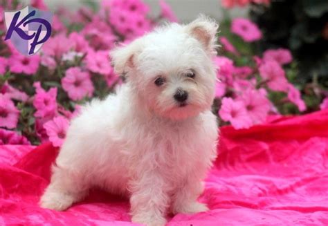 craigslist pets tucson