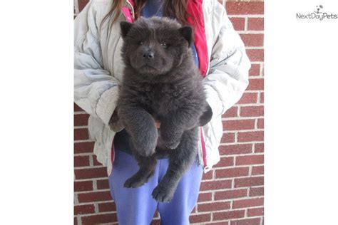 craigslist pets tulsa