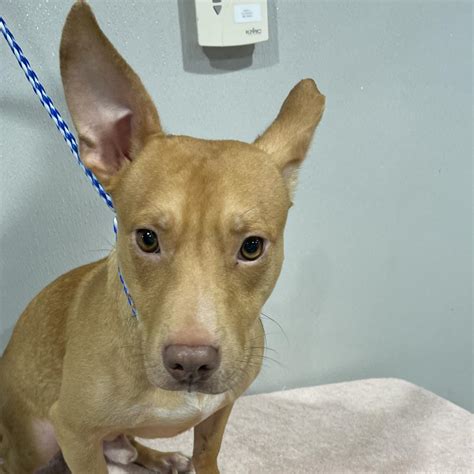 craigslist space coast pets