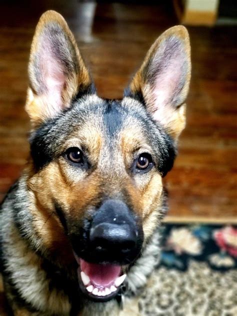 craigslist spokane pets