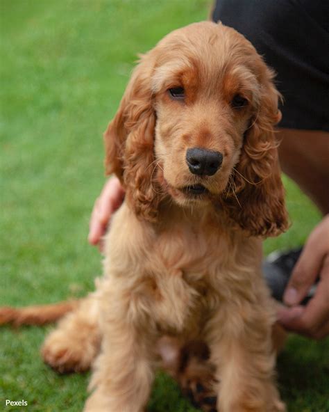 Craigslist Truth Or Consequences Pets