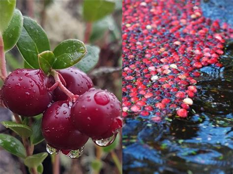Cranberries Need Water