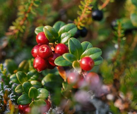 Cranberries Plant