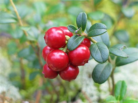 Cranberry