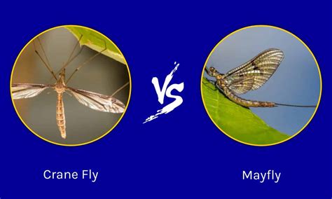 crane fly vs mayfly