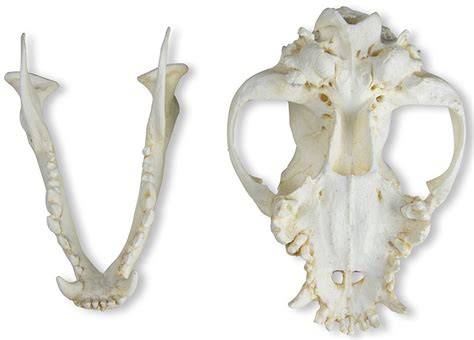 Will's Skull Page Boxer Dog Skull Dog skull, Animal skulls, Skull