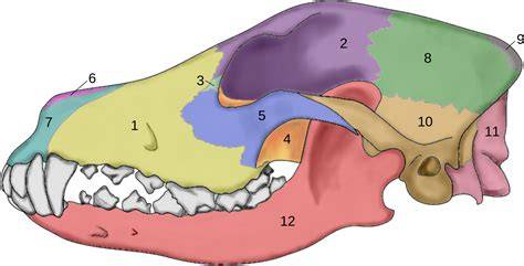 PSICOLMASCOT La Anatomía del Perro