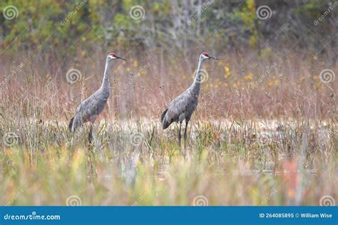 Cranes In Georgia
