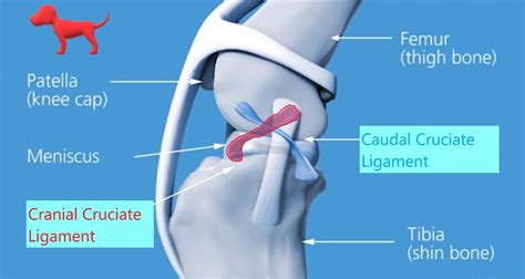 cranial cruciate ligament rupture