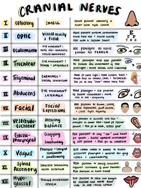Cranial Nerves Cheat Sheet Pdf