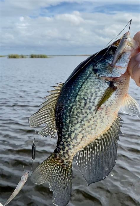 crappie fishing hooks