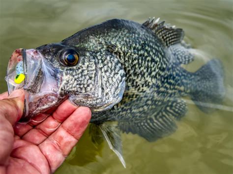 crappie fishing in various water conditions