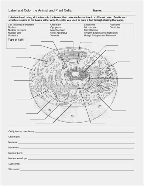 crash course animal cells worksheet answers