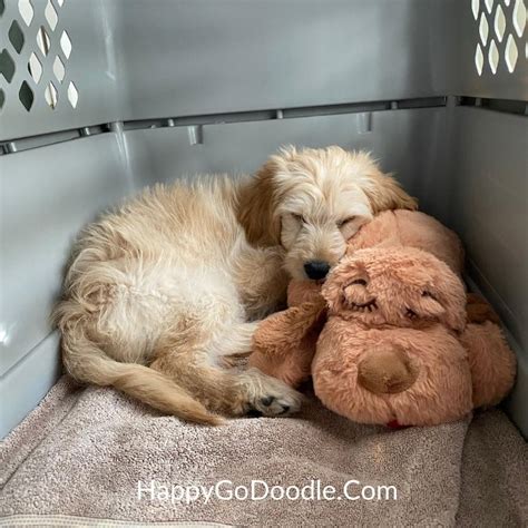 Crate For A Goldendoodle