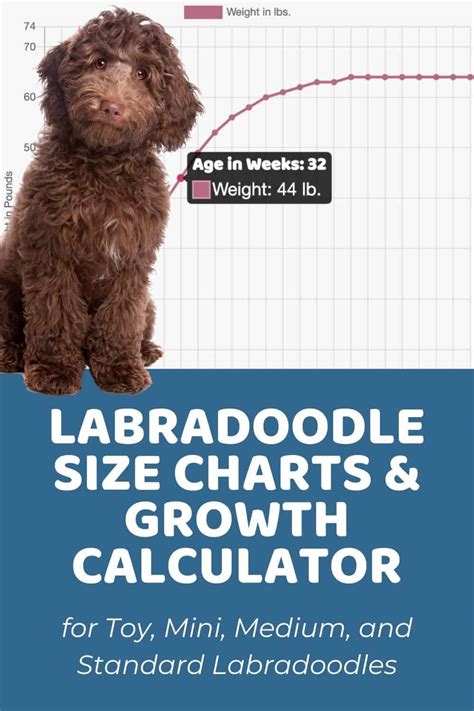 Crate Size For Medium Labradoodle