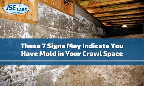 crawl space mold