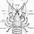 crayfish diagram labeled