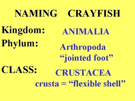 Crayfish Kingdom Phylum And Class