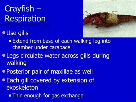 crayfish respiration