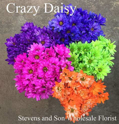 crazy for daisy