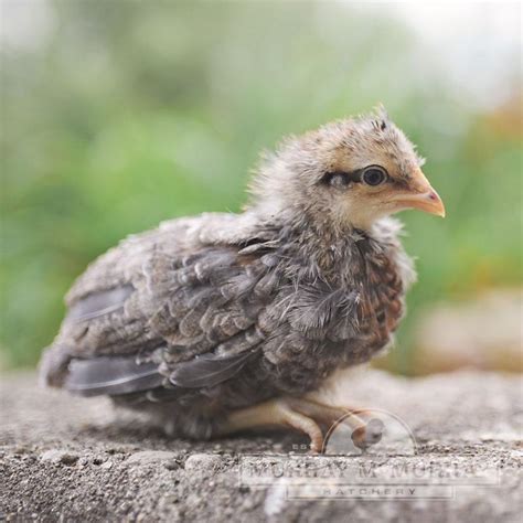 Cream Legbars Chicks