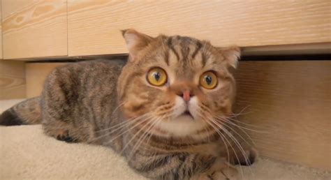 CategoryCats CreamHeroes Wiki Fandom