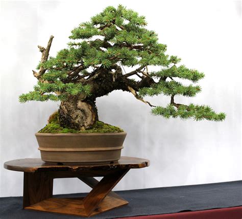 create spruce tree bonsai