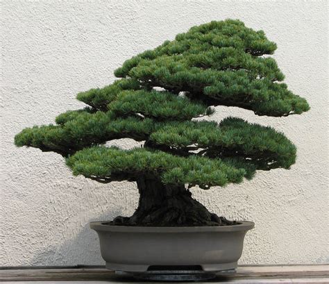 create spruce tree farm with bonsai